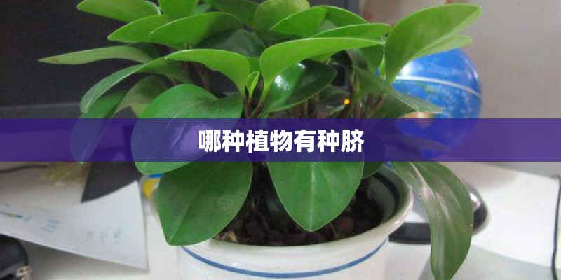 哪种植物有种脐