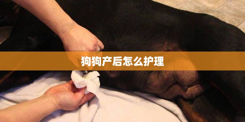 狗狗产后怎么护理