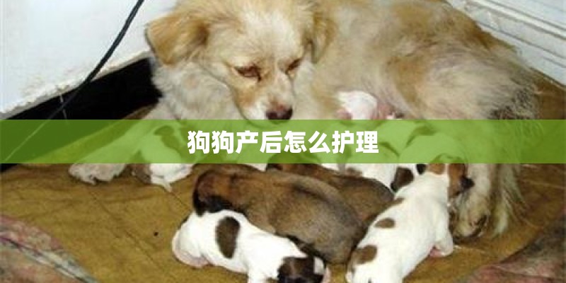 狗狗产后怎么护理 狗狗产后怎么护理