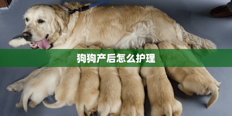 狗狗产后怎么护理 狗狗产后怎么护理