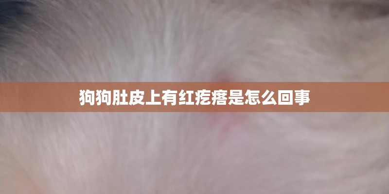 狗狗肚皮上有红疙瘩是怎么回事