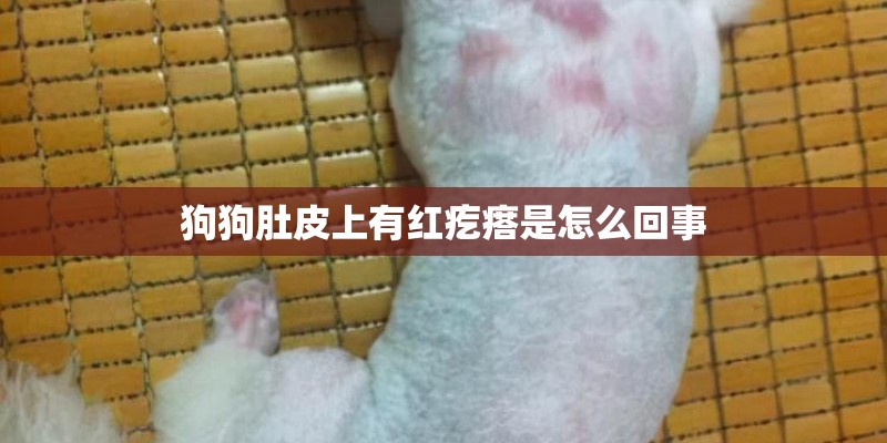 狗狗肚皮上有红疙瘩是怎么回事