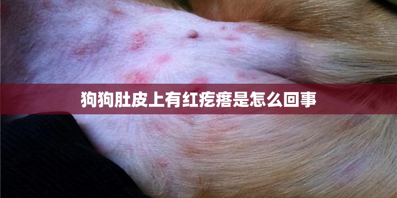 狗狗肚皮上有红疙瘩是怎么回事