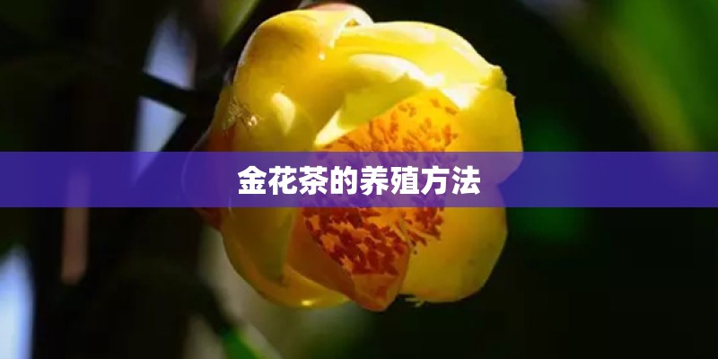 金花茶的养殖方法