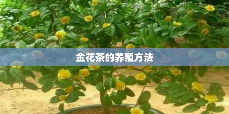金花茶的养殖方法