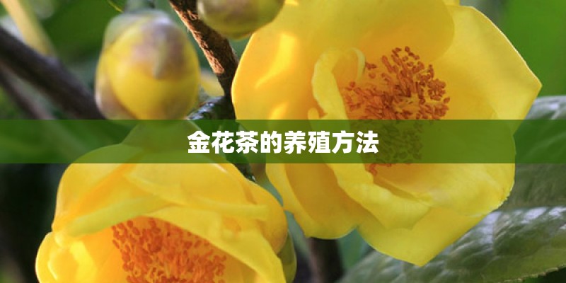 金花茶的养殖方法