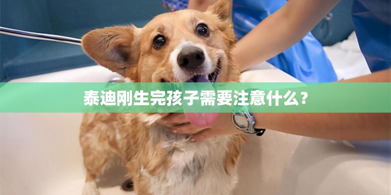 泰迪刚生完孩子需要注意什么？