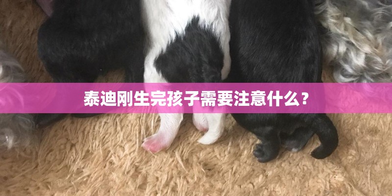泰迪刚生完孩子需要注意什么？