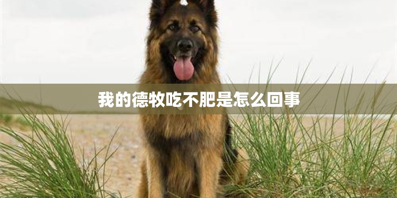 我的德牧吃不肥是怎么回事