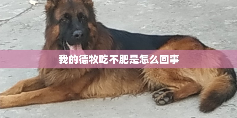 我的德牧吃不肥是怎么回事