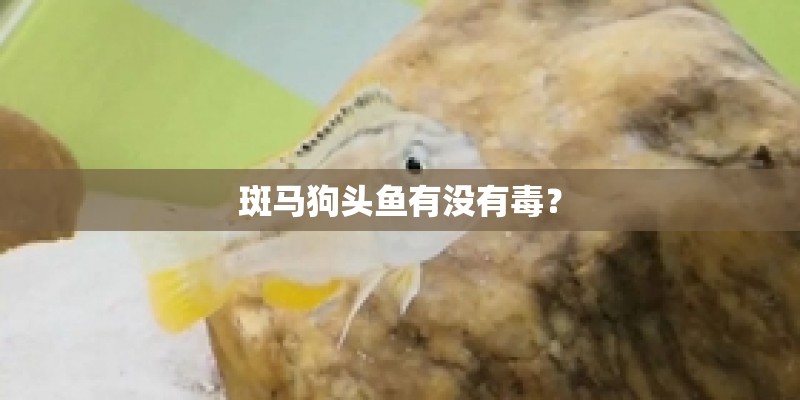 斑马狗头鱼有没有毒？
