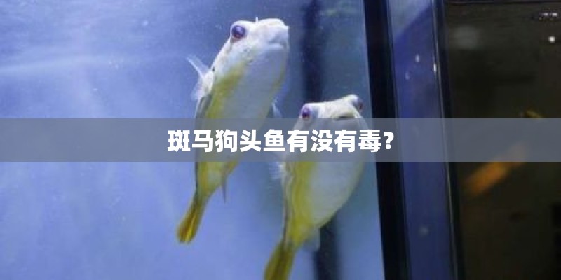 斑马狗头鱼有没有毒？