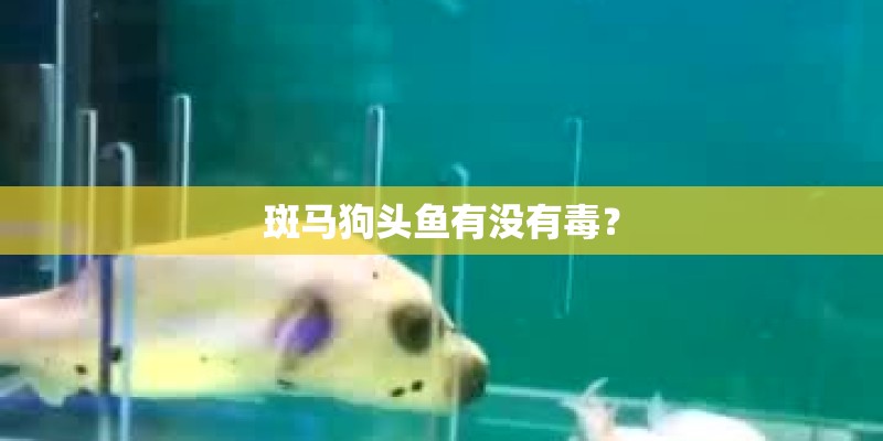 斑马狗头鱼有没有毒？