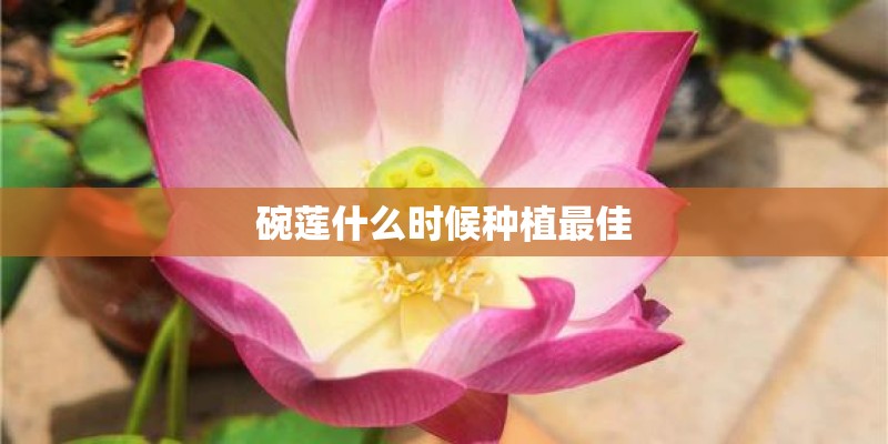 碗莲什么时候种植最佳 碗莲什么时候种植最佳