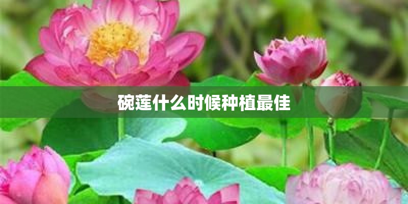 碗莲什么时候种植最佳 碗莲什么时候种植最佳