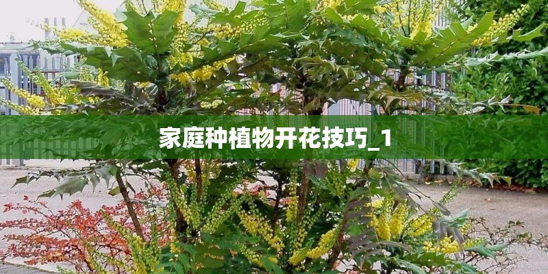 家庭种植物开花技巧_1