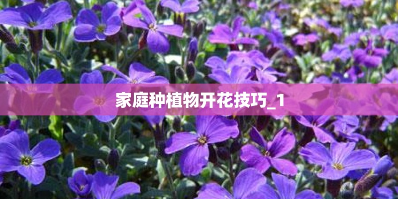 家庭种植物开花技巧_1