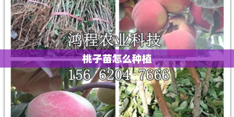 桃子苗怎么种植