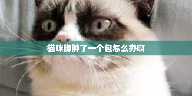 猫咪脚肿了一个包怎么办啊