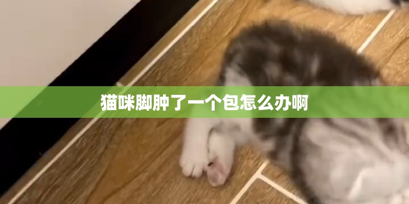 猫咪脚肿了一个包怎么办啊