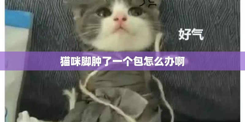 猫咪脚肿了一个包怎么办啊