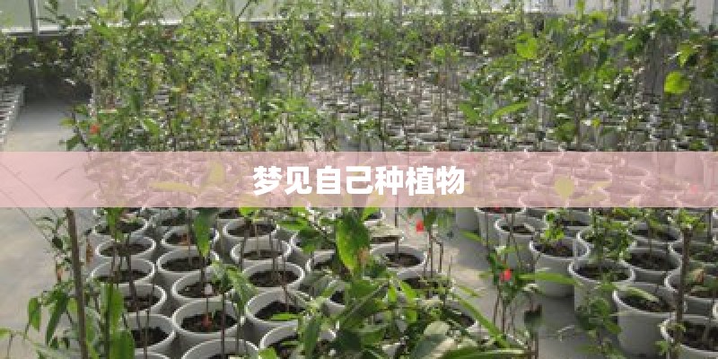 梦见自己种植物