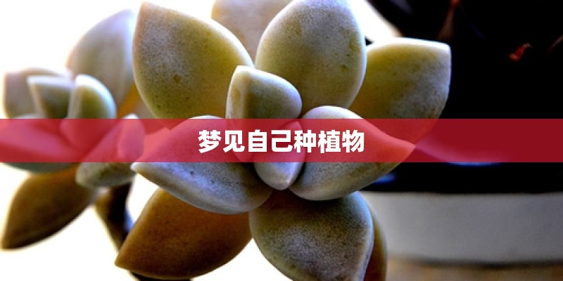 梦见自己种植物
