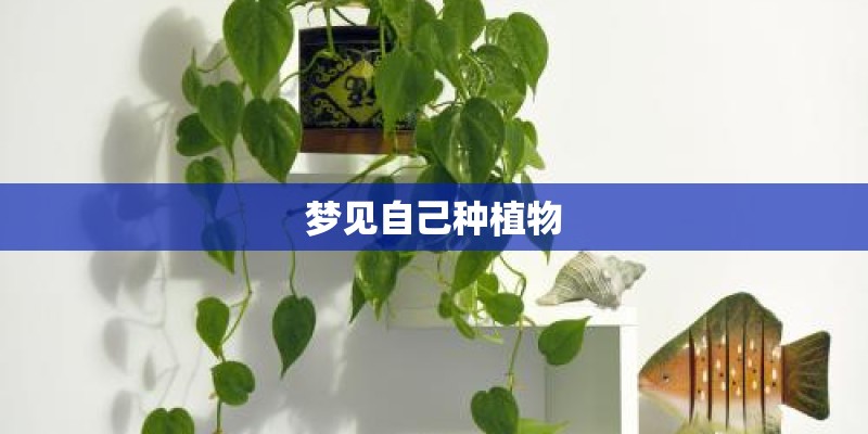 梦见自己种植物