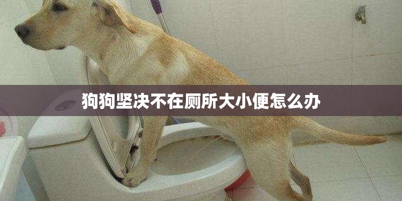 狗狗坚决不在厕所大小便怎么办