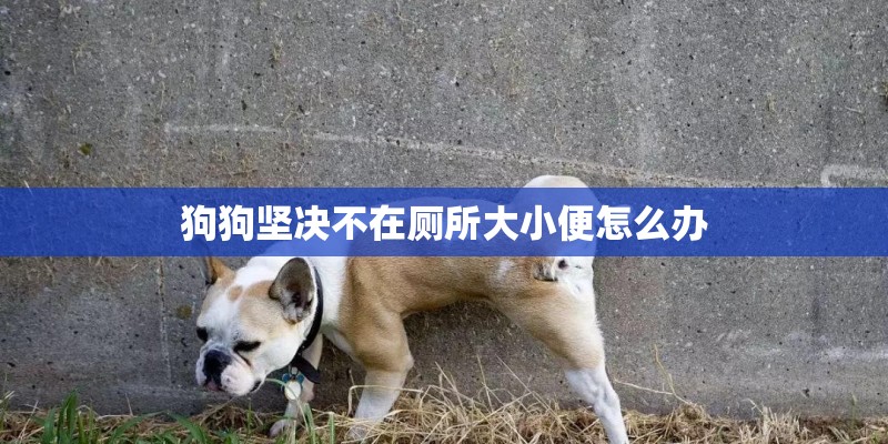 狗狗坚决不在厕所大小便怎么办