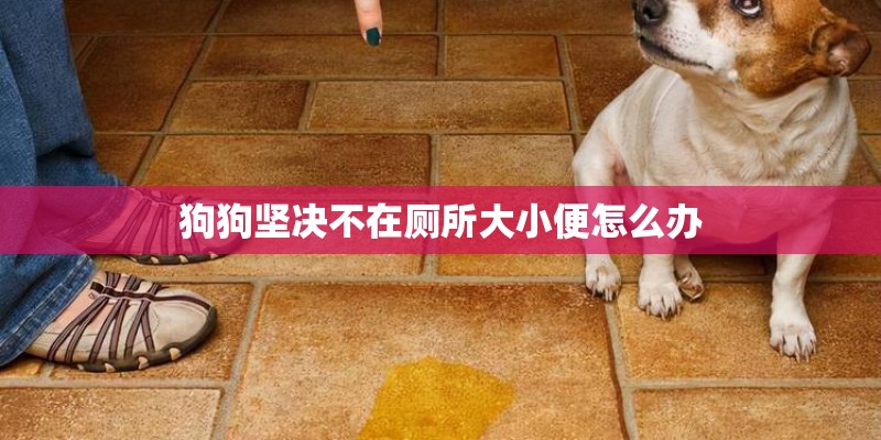 狗狗坚决不在厕所大小便怎么办