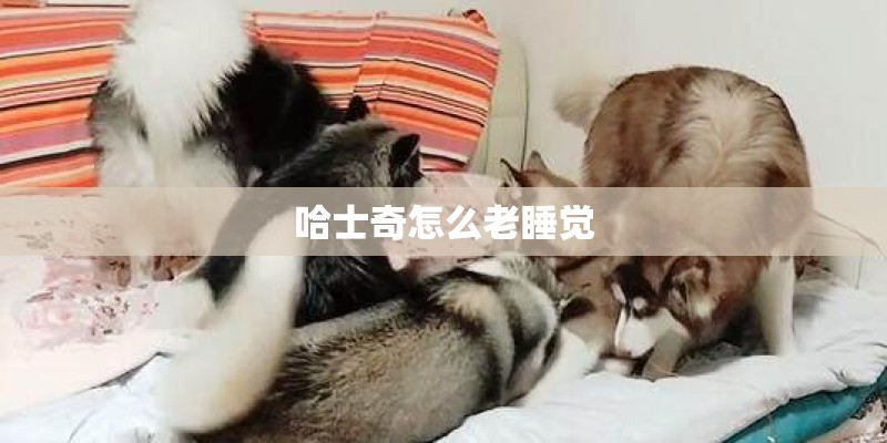 哈士奇怎么老睡觉