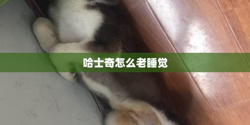 哈士奇怎么老睡觉
