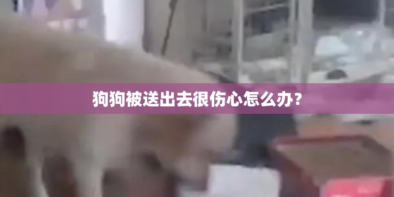 狗狗被送出去很伤心怎么办？