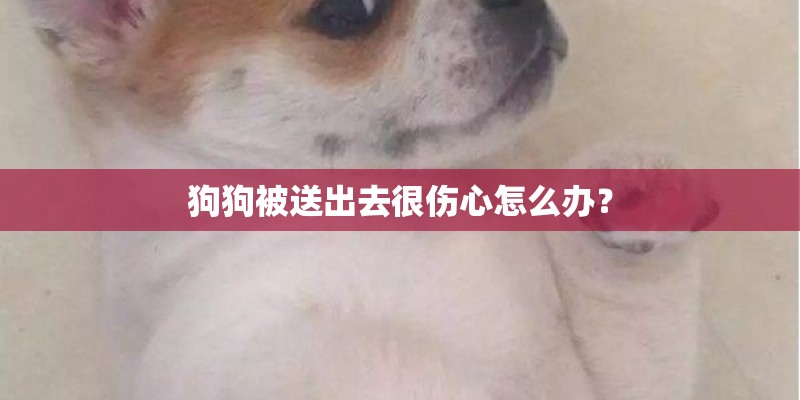 狗狗被送出去很伤心怎么办？