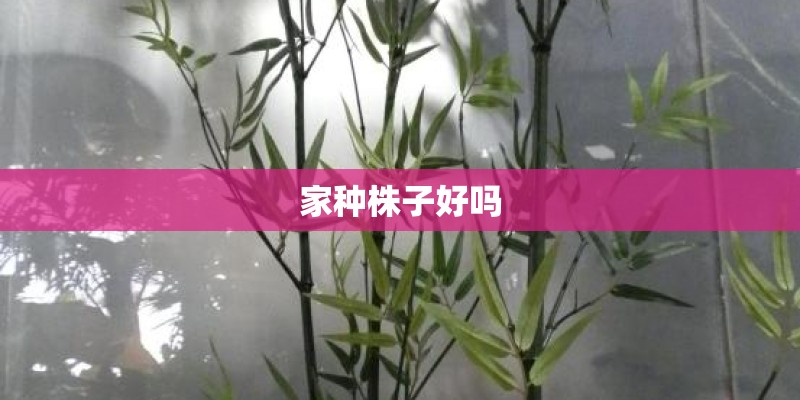 家种株子好吗 家种株子好吗