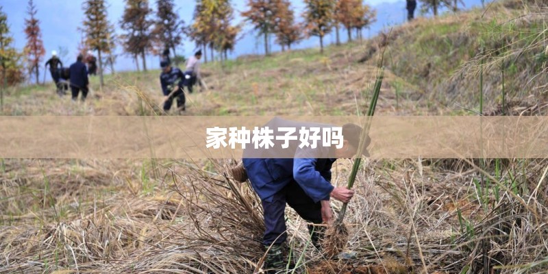 家种株子好吗 家种株子好吗