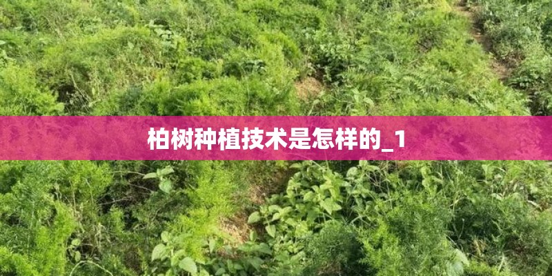 柏树种植技术是怎样的_1