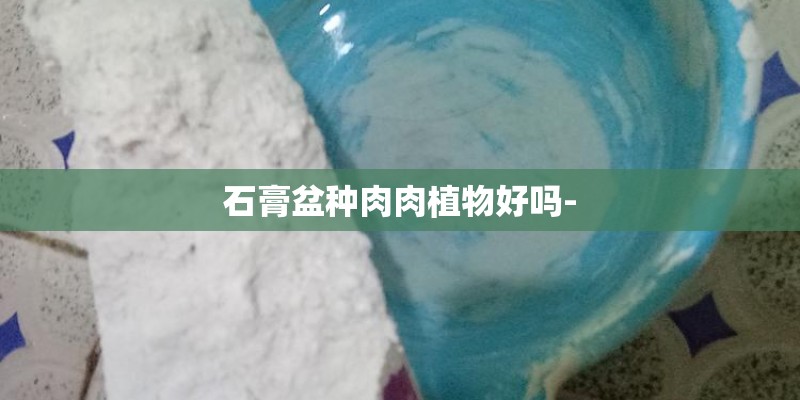 石膏盆种肉肉植物好吗-
