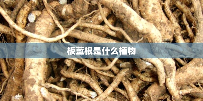 板蓝根是什么植物