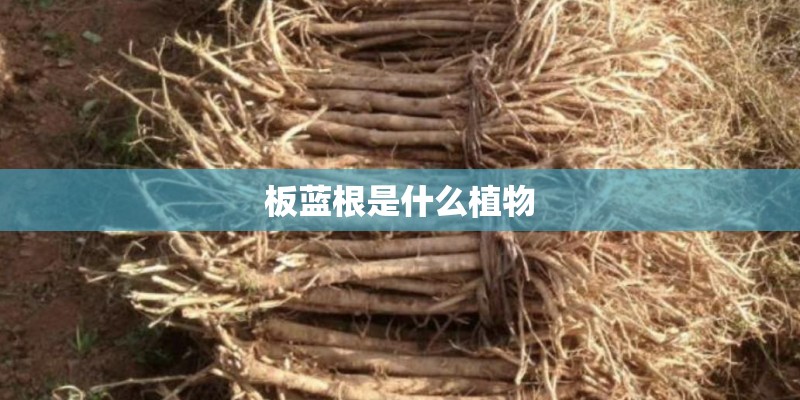 板蓝根是什么植物