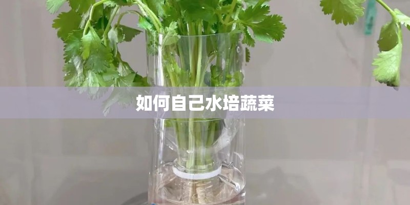 如何自己水培蔬菜
