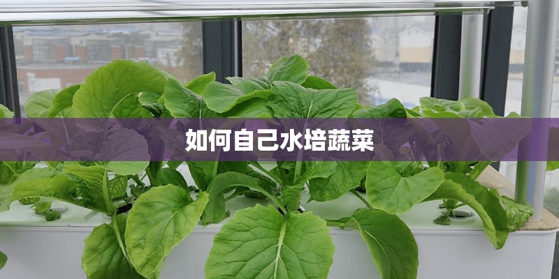 如何自己水培蔬菜