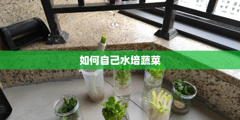 如何自己水培蔬菜