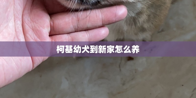 柯基幼犬到新家怎么养
