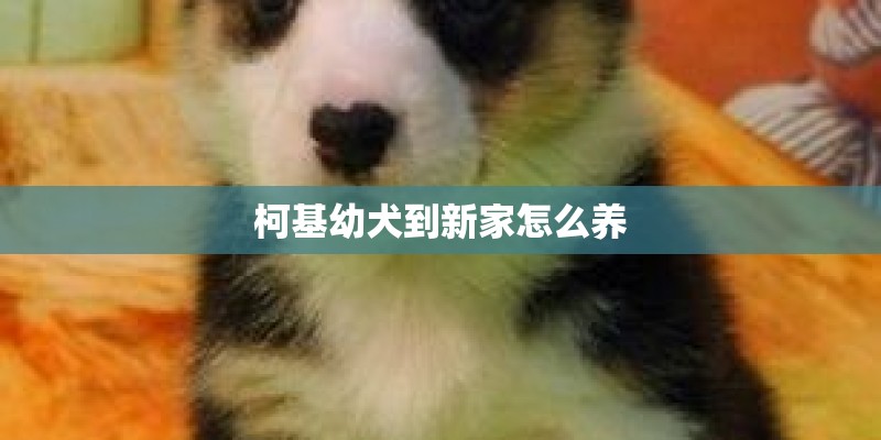 柯基幼犬到新家怎么养