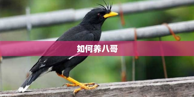 如何养八哥