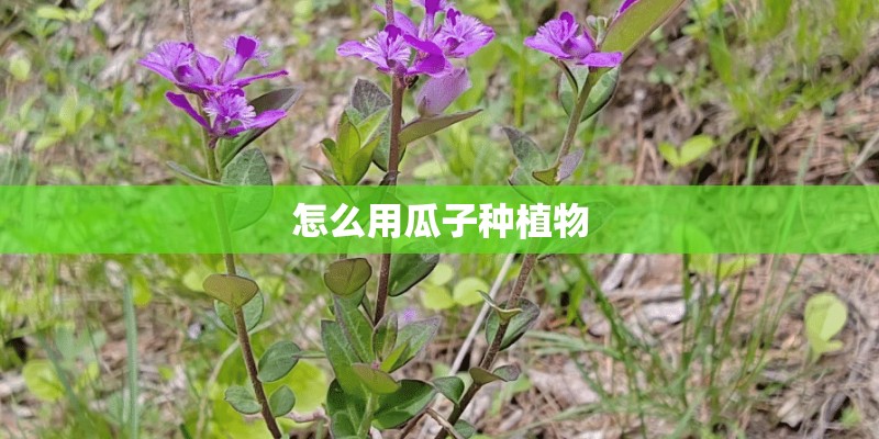 怎么用瓜子种植物