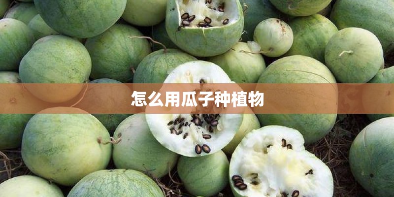 怎么用瓜子种植物