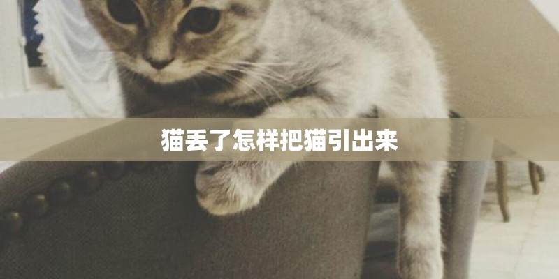 猫丢了怎样把猫引出来